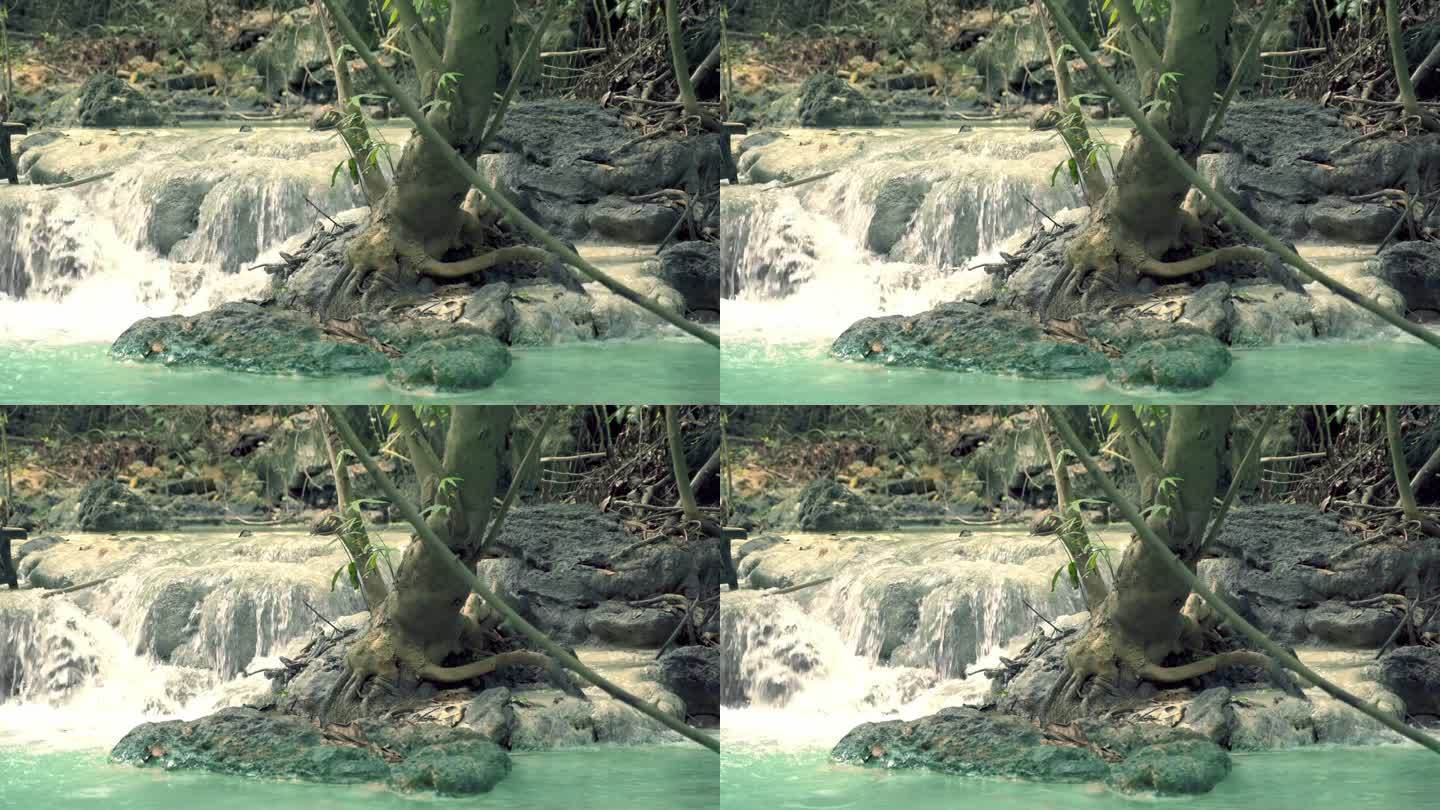 瀑布自然景树河雨林溪水流水