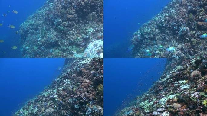 水下珊瑚礁，有丰富多样的珊瑚和鱼类。