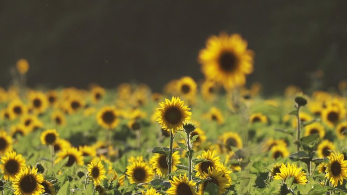 向日葵种植园:延时和实时镜头系列