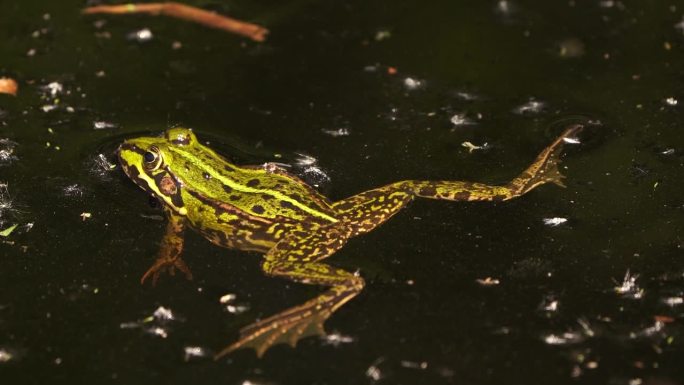可食蛙(Pelophylax kl. esculentus)是一种常见的欧洲蛙，也被称为普通水蛙或在