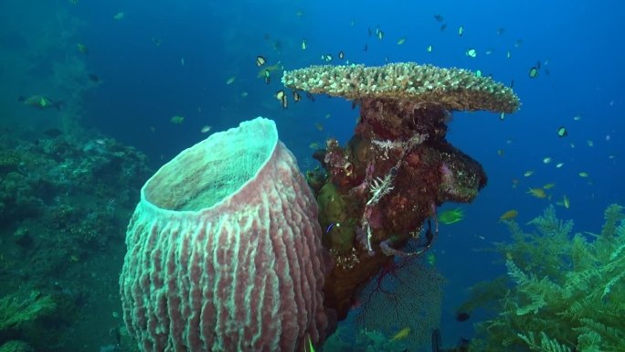 水下珊瑚虫是在巴厘岛海洋中形成的