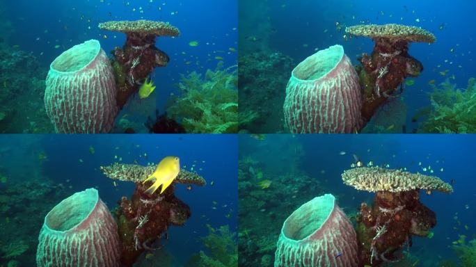 水下珊瑚虫是在巴厘岛海洋中形成的