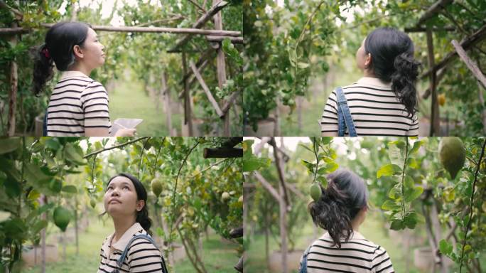 慢镜头后面是一只雌性穿过柠檬花园的跟踪镜头。她在农场检查庄稼时使用电子平板电脑。做最有利于农产品质量