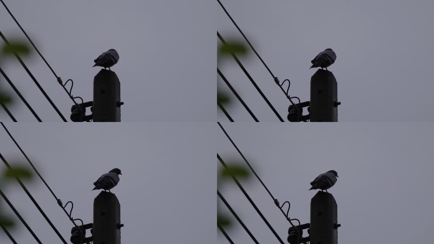 电线杆上的小鸟