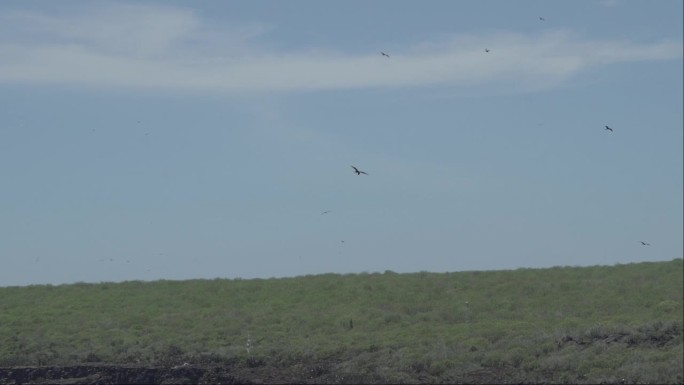 壮观的军舰鸟，军舰鸟，一种黑色的大海鸟，有一个典型的红色的不规则的囊，军舰鸟在加拉帕戈斯群岛的海岸线