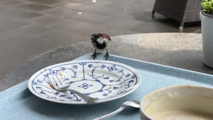 麻雀调查空盘子