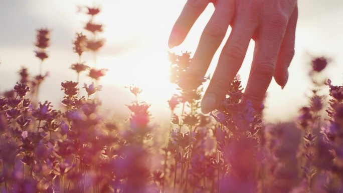 日落时，女人的手触摸着薰衣草。