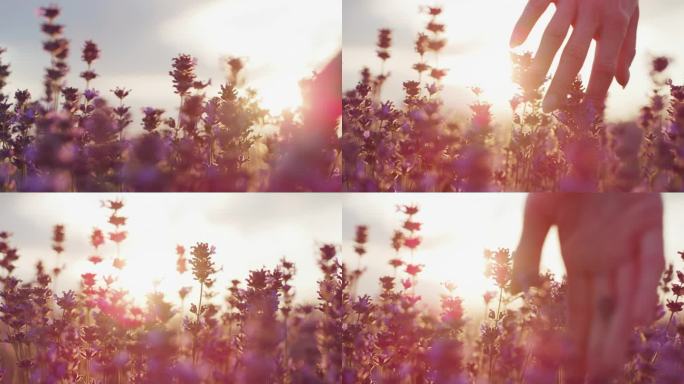 日落时，女人的手触摸着薰衣草。