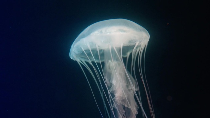 发光的水母水族箱里游泳的小鱼水母鲨鱼气泡