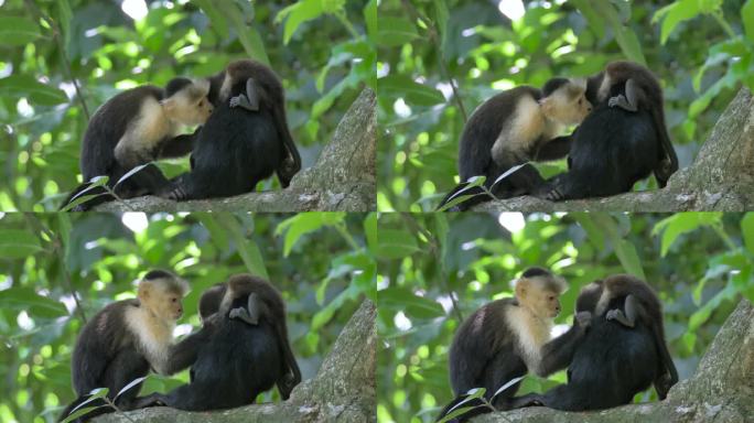 在丛林中与野生白面猴梳理毛发，母猴和幼猴，卷尾猴，卷尾猴