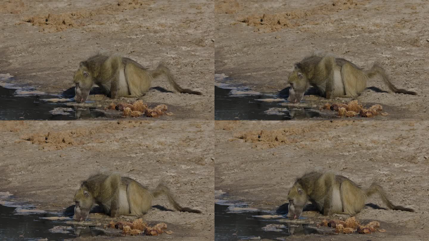 特写镜头。Chacma狒狒在水坑边喝水