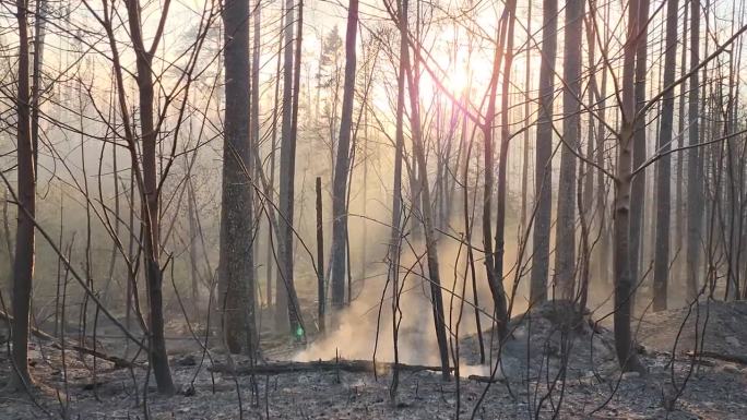 被野火烧焦的森林，地上的木头冒着烟