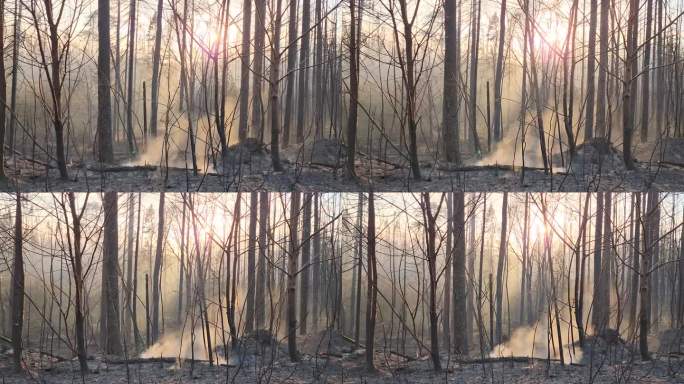 被野火烧焦的森林，地上的木头冒着烟
