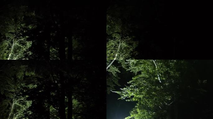 一束光在夜间扫过森林