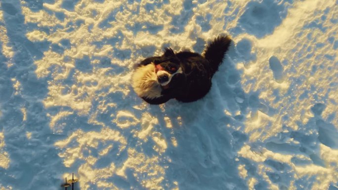 在一个阳光明媚的日子里，人们和一只狗准备乘雪橇从斜坡上滑下来