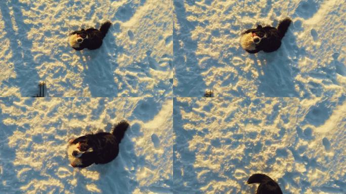 在一个阳光明媚的日子里，人们和一只狗准备乘雪橇从斜坡上滑下来