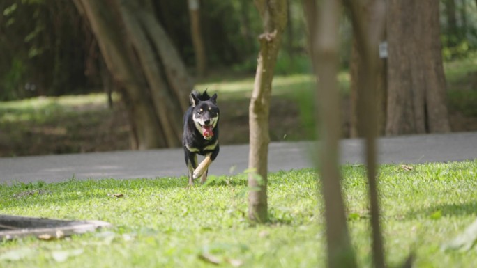 慢镜头黑色柴犬狗跑进镜头前在公园