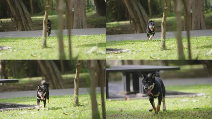 慢镜头黑色柴犬狗跑进镜头前在公园