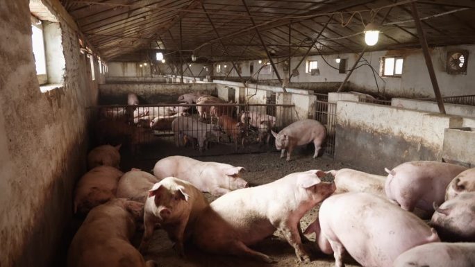 在农场养猪以获取肉制品