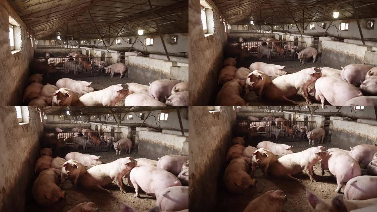 在农场养猪以获取肉制品