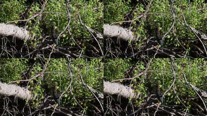 绿鹭(Butorides virescens)