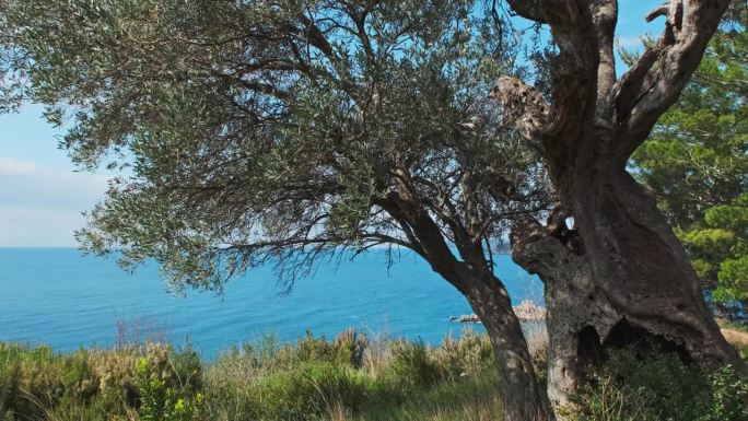 背景是橄榄树和蓝色的大海