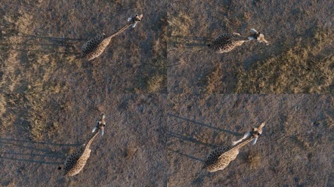 直下航拍超特写。一只长颈鹿走过奥卡万戈三角洲的草原