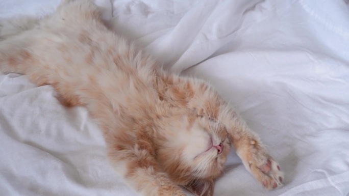 一个女人抚摸着躺在白色床上的姜黄色猫，猫伸伸懒腰。对动物的爱