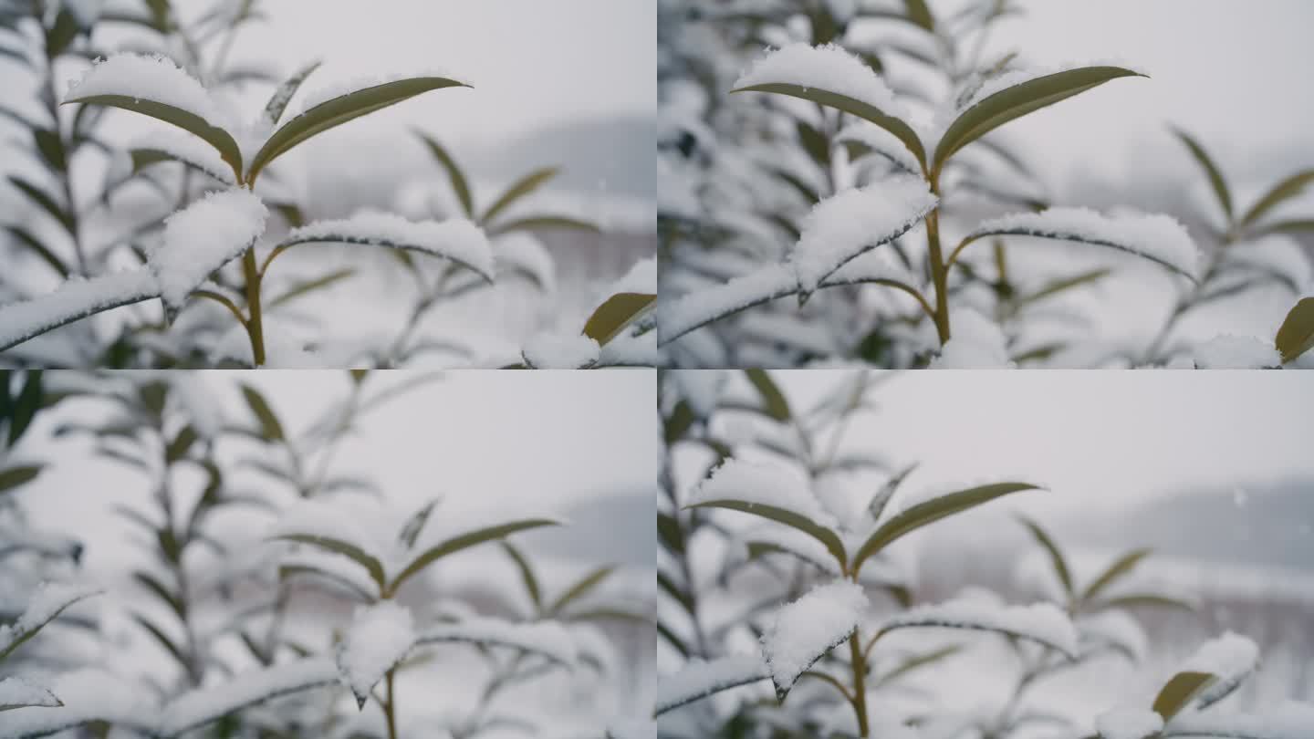 DS雪落在乡下的绿色植物上