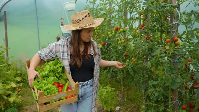 Sunhat的年轻女农民SLO MO在温室的木箱里收集蔬菜