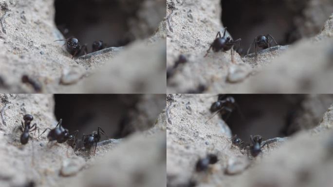 蚂蚁从地下的蚁丘里出来。慢动作录制。