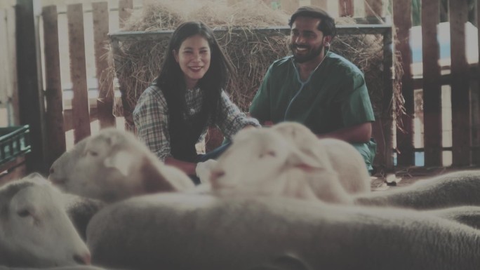 绵羊农场印度兽医绵羊畜牧养殖外国人山羊动
