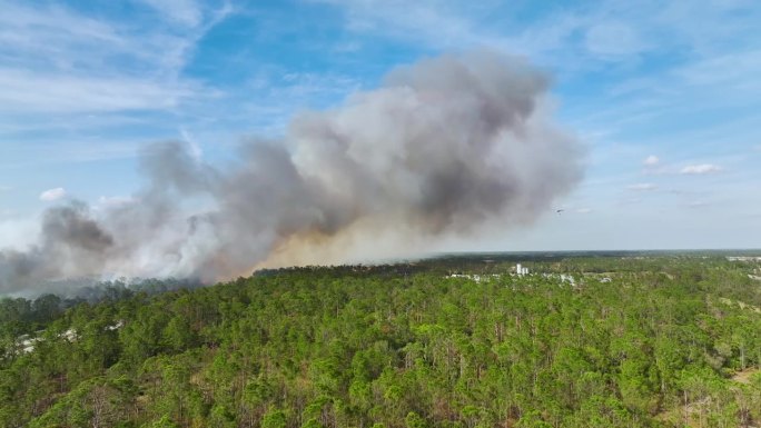 鸟瞰图显示，消防部门的直升机正在扑灭佛罗里达州丛林中严重燃烧的野火。紧急服务直升机试图扑灭森林大火
