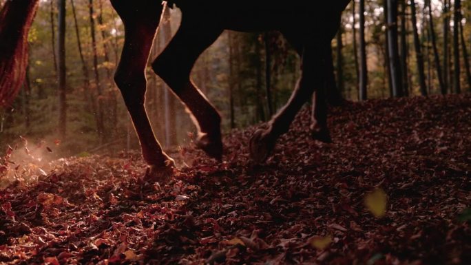 慢动作，镜头光晕马在秋天的森林里疾驰在落叶上