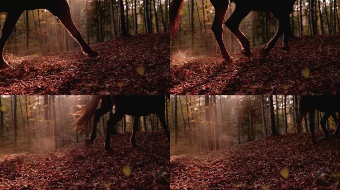 慢动作，镜头光晕马在秋天的森林里疾驰在落叶上