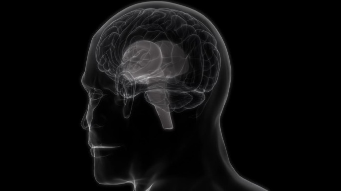 人类神经系统中枢器官脑解剖动画概念