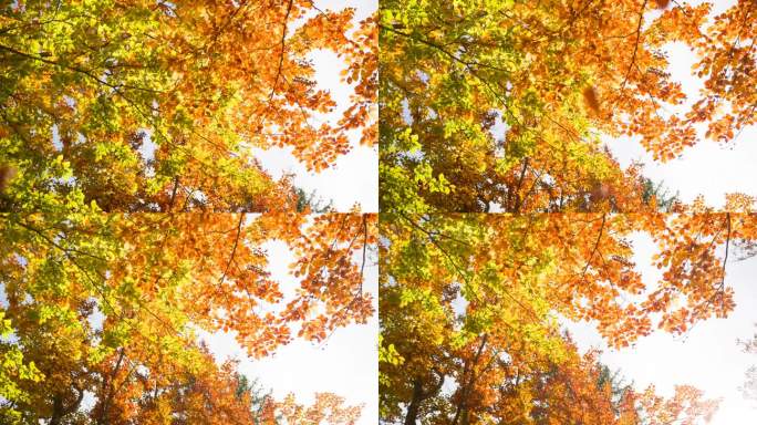 色彩斑斓的秋天黄叶大山里山顶杨树长冬天绿