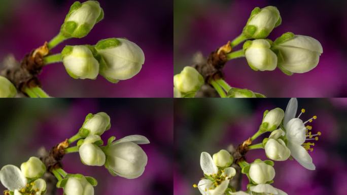 4k延时拍摄的梅树花朵绽放，缩小并在黑色背景上生长。盛开的小白李花。