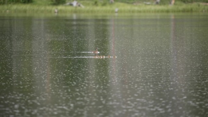 下雨时，加德沃尔的鸭子漂浮在湖面上