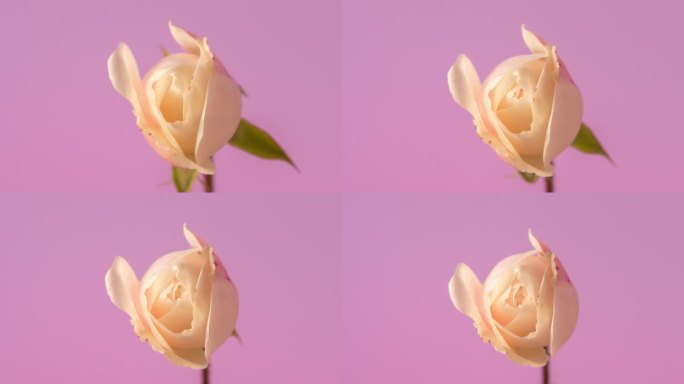 白玫瑰盛开在粉红色的背景下，延时4k缩放视频。