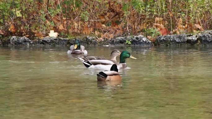 绿头鸭是一种涉水鸭。这是在德国慕尼黑的一个湖上游泳。