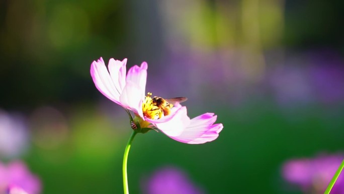 蜜蜂飞蜜蜂飞