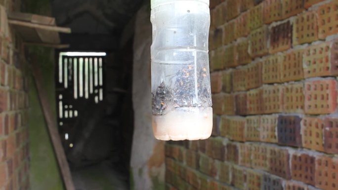 用塑料捕集器控制绒棉蜂的繁殖