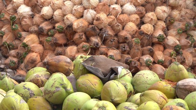 一堆椰子用来生产椰子油