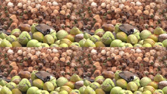 一堆椰子用来生产椰子油