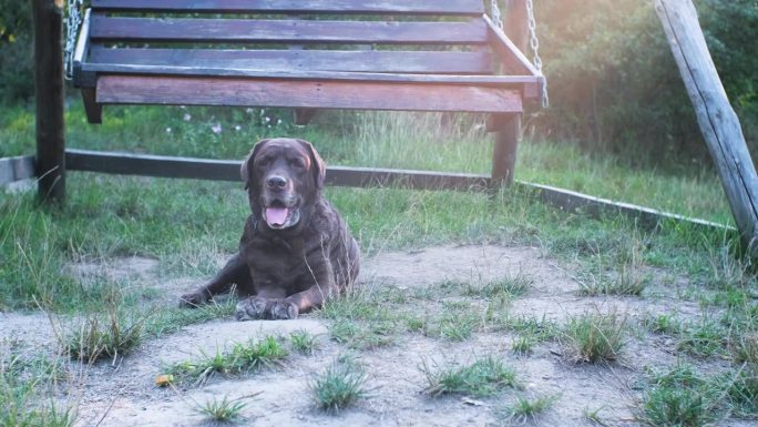 拉布拉多犬躺在阳光下的木秋千旁