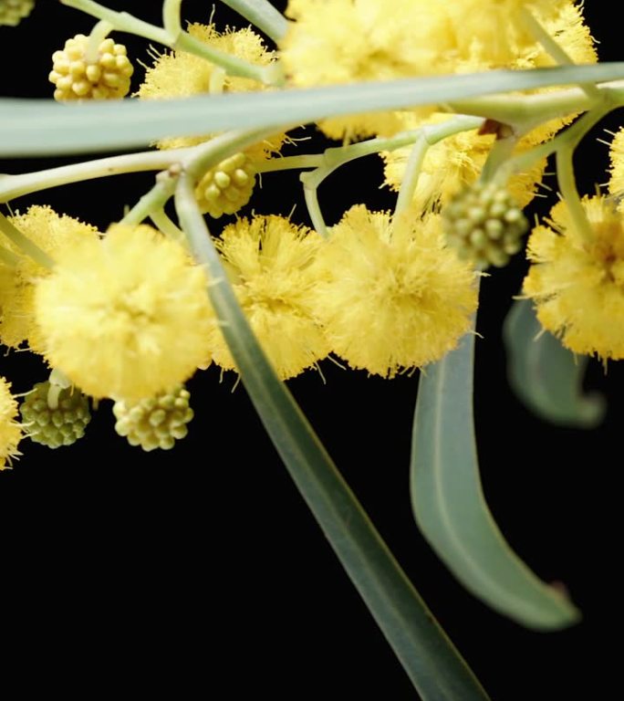 黄色含羞草花在黑色背景上的小枝，特写，滑块垂直。