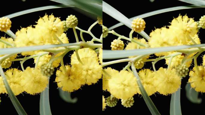 黄色含羞草花在黑色背景上的小枝，特写，滑块垂直。