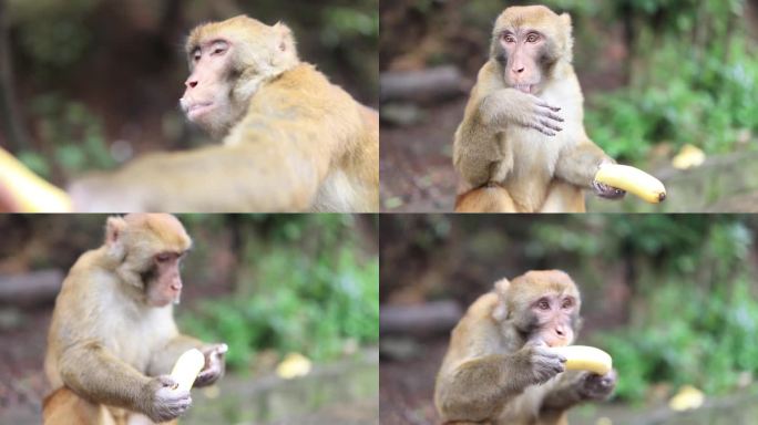 野生猴子肖像野生猴子动物世界生物多样性