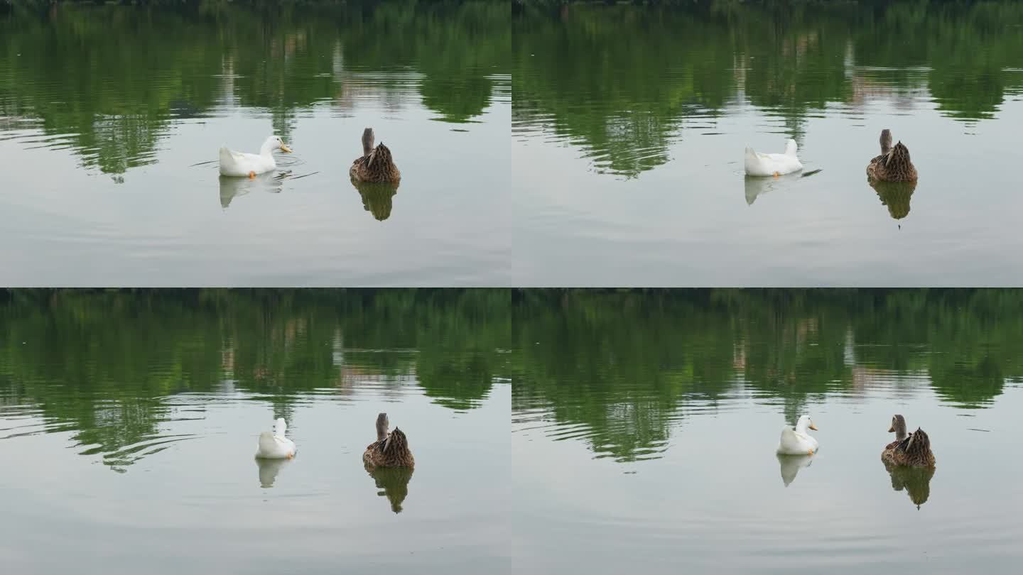 鸭子在水里游泳鸭子戏水湖中鸭子两只鸭子